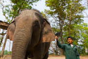 9 - Eléphant dans le parc Chitwan